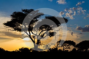 Acacia tree in savannah sunset light silhouette, Africa