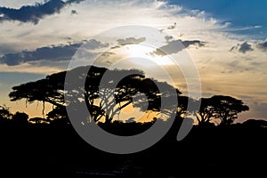 Acacia tree in savannah sunset light silhouette, Africa