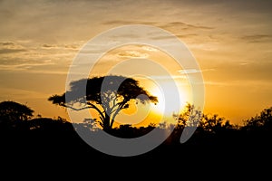 Acacia tree in savannah sunset light silhouette, Africa