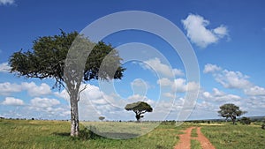 Acacia tree scenery in Kenya on sunny da