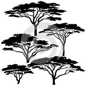 Acacia tree silhouettes photo