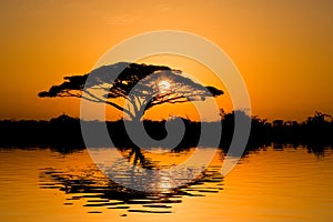 Acacia Tree at Sunrise