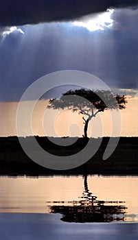 Acacia tree at sunset