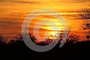 Acacia tree at sunset, Botswana