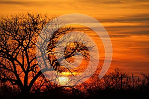 Acacia tree at sunset, Botswana