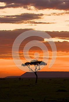 Acacia tree sunset Masai Mara