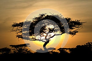 Acacia Tree Sunset, Serengeti, Africa