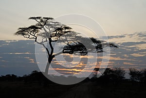 Acacia tree at sunset, Serengeti National Park, Tanzania