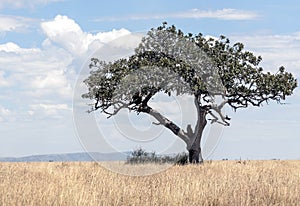 Acacia tree in Tanzania