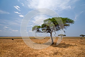 Acacia tree in Tarangire National Park, Tanzania