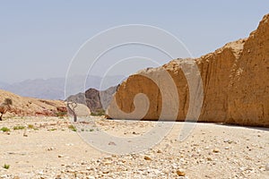 Acacia tree trunk in the desert near Eilat, Israel