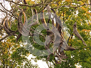 Acacia Tree with Yellow Leaves and Broun Seed Pods.