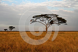 Acacia trees and the African Savannah