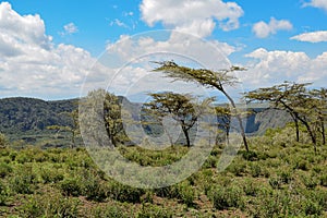 Acacia trees against a mountain background, Mount Suswa, Suswa Conservancy, Rift Valley