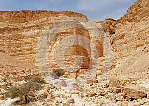 Acacia trees at the bottom of the desert canyon