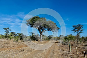 Acacia trees bush landscape in Africa