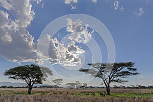 Acacia trees in the bush veld