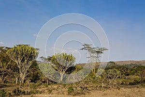 Acacia trees and cactus in savannah African landscape