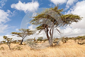 Acacia trees during dry season in Ethiopia