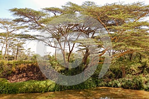 Scenic view of Athi River at Nairobi National Park, y photo