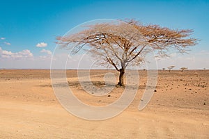 Acacia trees growing in the wild at Chalbi Desert, Marsabit, Kenya