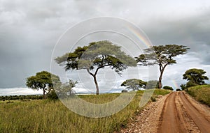 Acacia trees with rainbow