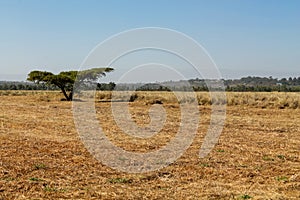 Acacia trees in savannah African landscape