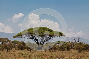 Acacia trees in savannah African landscape