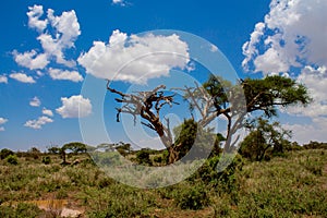 Acacia trees in savannah African landscape