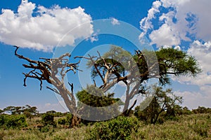 Acacia trees in savannah African landscape