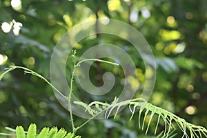 Acacia trees are shrubs with sharp thorns and branches.