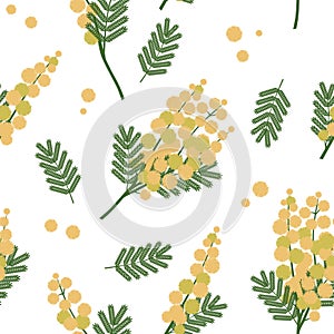 Acacia twigs with yellow flowers on a white background.