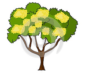 Acacia Wattle vector illustration