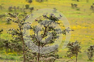 Acacia whistling thorn tree with brown bulbous growing at Ngorongoro Crater, Arusha, Tanzania, Africa