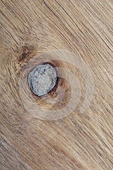 Acacia wood texture close-up. Rustic look with veins, knots and copy space