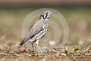 Acacialijster, Groundscraper Thrush, Psophocichla litsitsirupa