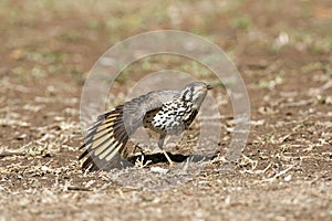 Acacialijster, Groundscraper Thrush, Psophocichla litsitsirupa