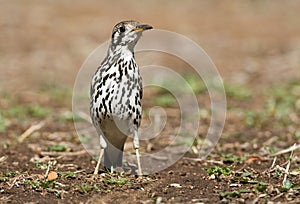 Acacialijster, Groundscraper Thrush, Psophocichla litsitsirupa