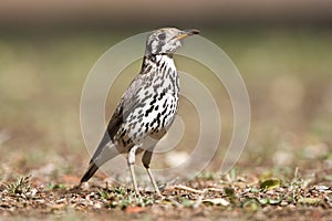 Acacialijster, Groundscraper Thrush, Psophocichla litsitsirupa