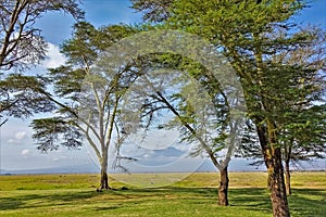 Acacias grow in the savannah. Mount Kilimanjaro is visible through the branches