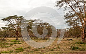 Acacias of kenya