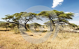 Acacias in the serengeti