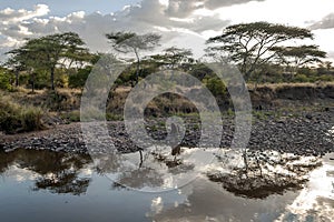 Acacias in the serengeti