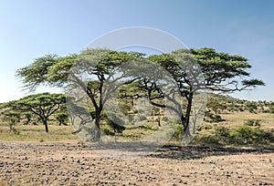 Acacias in the serengeti