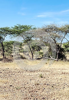 Acacias in the serengeti in vertical