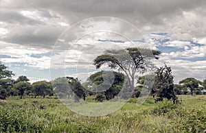 Acacias of Tanzania