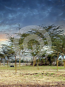 Acacias trees