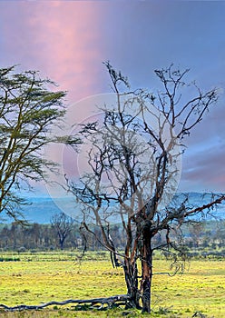 Acacias trees