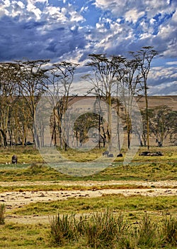 Acacias trees