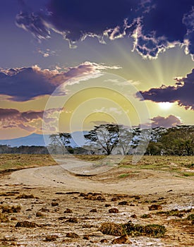 Acacias trees